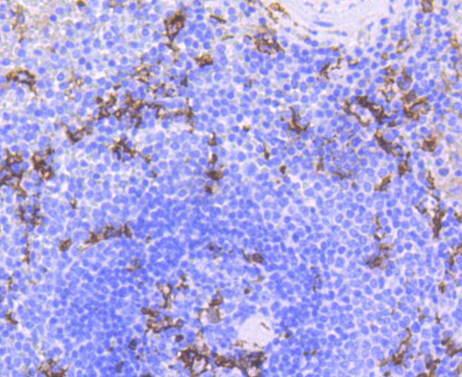 CD11c Antibody