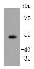 Smad5 Antibody