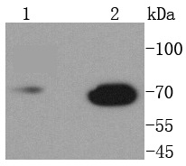 Lamin B1 Antibody