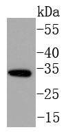 NGF Antibody