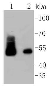 Desmin Antibody