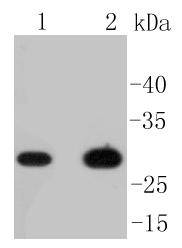 CD8 alpha Antibody