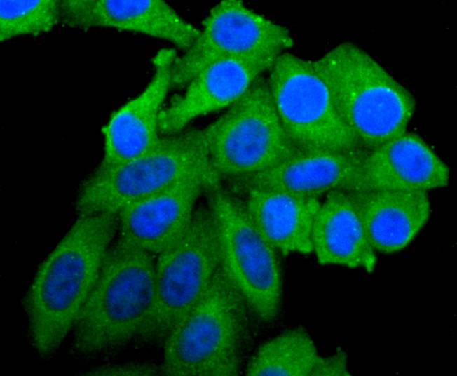 PI 3 Kinase catalytic subunit alpha Antibody