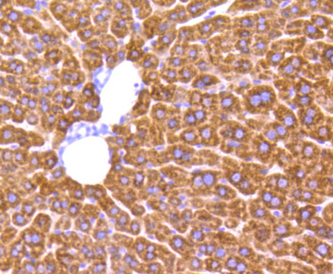 MMP2 Antibody