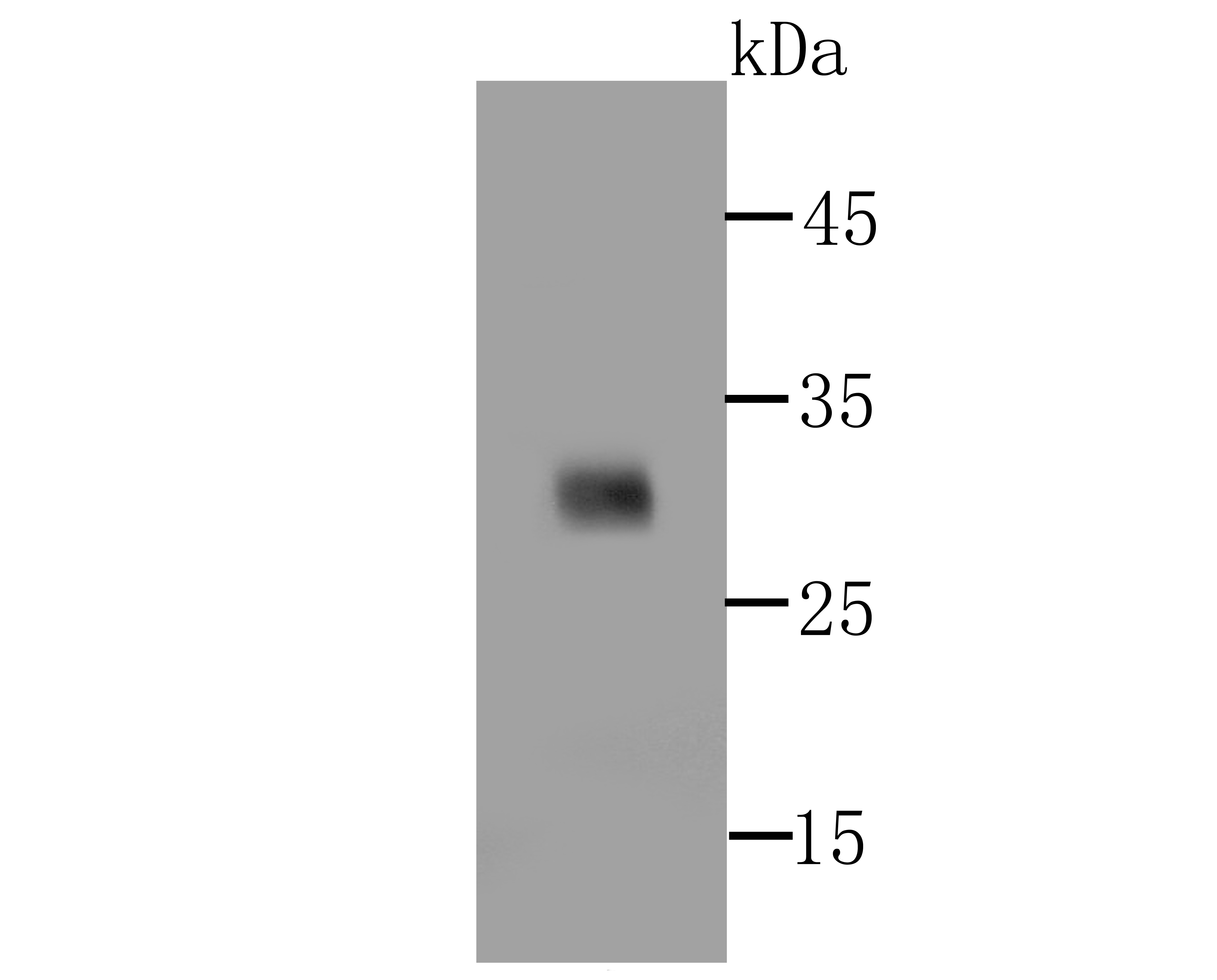 PD1 Antibody