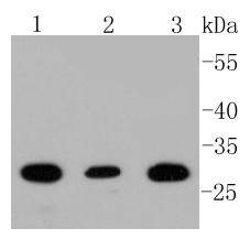 BDNF Antibody