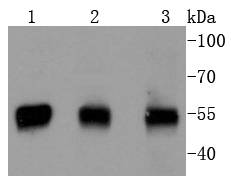PTEN Antibody