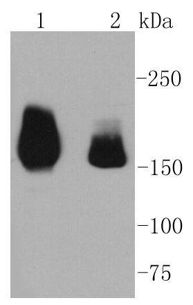 Met(C-Met) Antibody