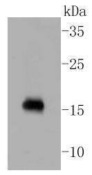 Calmodulin Antibody