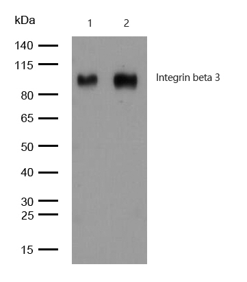 Integrin beta 3 Antibody