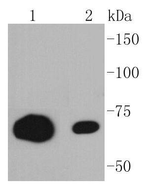CD86 Antibody