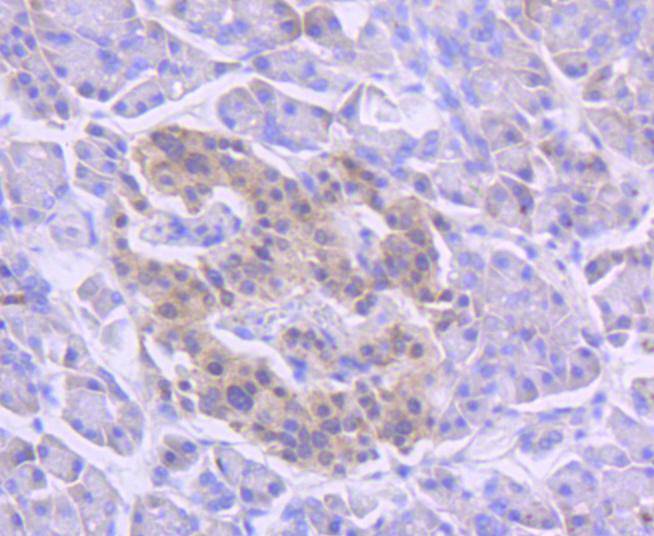 Musashi 1 Antibody
