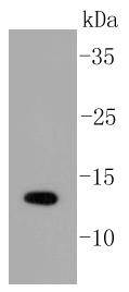 SUMO Antibody