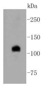 Notch 1 Antibody
