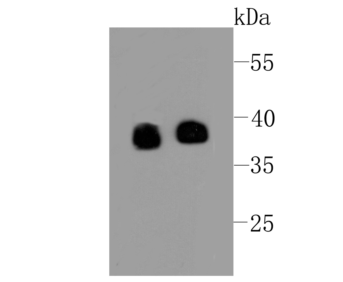Synaptophysin Antibody