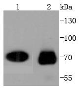 CDC7 Kinase Antibody