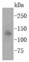 Apaf Antibody
