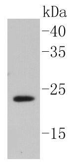 Caveolin-2 Antibody