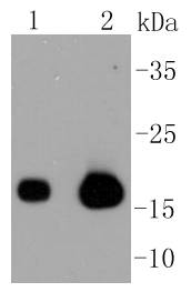 Caveolin-3 Antibody