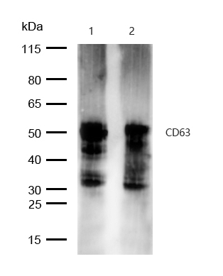 CD63 Antibody