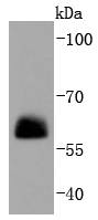 Paxillin Antibody