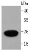 GFP Antibody