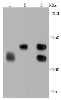 N Cadherin Antibody