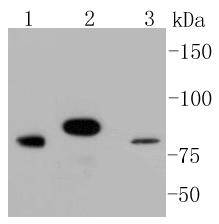 Stat3 Antibody