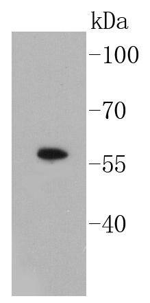Smad3 Antibody