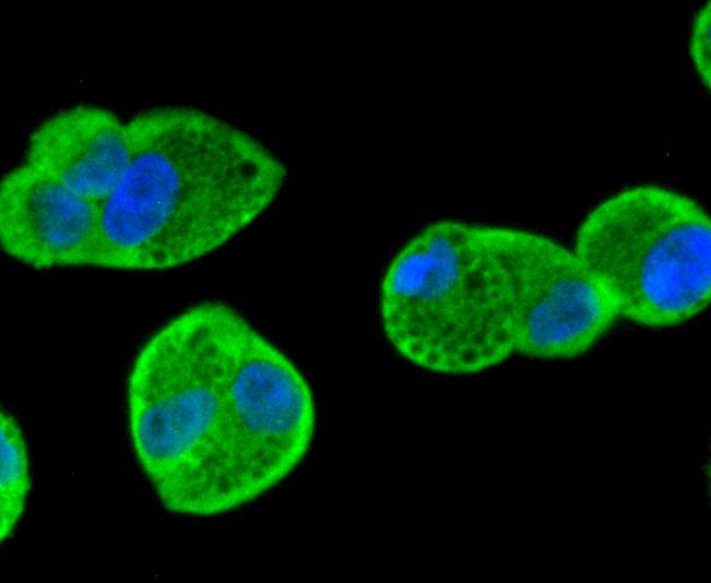 Smad1 Antibody