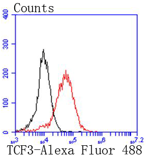 TCF3 Antibody
