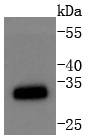 CDK1 Antibody