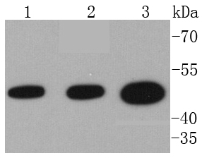 VASP Antibody