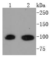 STAT6 Antibody