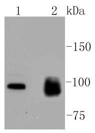 MKLP1 Antibody