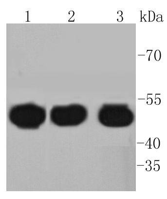 HAPLN1 Antibody