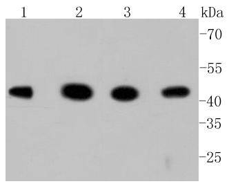 GSK3 beta Antibody