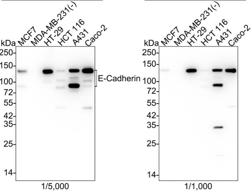 E Cadherin Antibody