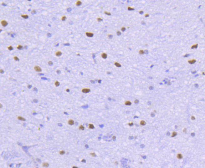 HDAC2 Antibody