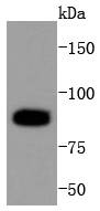 Cleaved PARP Antibody