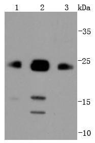 Bim Antibody