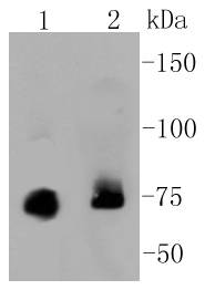 PKC alpha Antibody