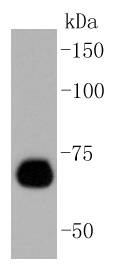 Caldesmon Antibody
