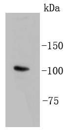 LGR5/GPR49 Antibody