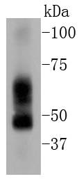 ELK1 Antibody