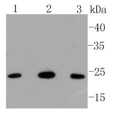 Bak Antibody