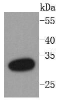 DARPP32 Antibody