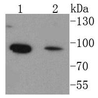 FOXO1A Antibody