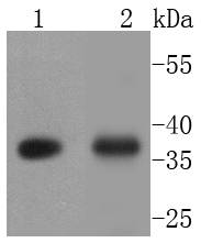 EpCAM Antibody