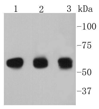 Cyclin B1 Antibody